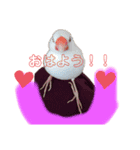 ふわふわ白文鳥^( 'Θ' )^（個別スタンプ：2）
