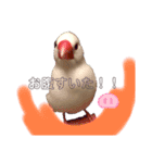 ふわふわ白文鳥^( 'Θ' )^（個別スタンプ：3）