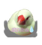 ふわふわ白文鳥^( 'Θ' )^（個別スタンプ：4）