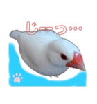 ふわふわ白文鳥^( 'Θ' )^（個別スタンプ：5）