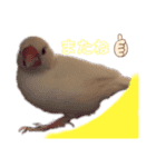 ふわふわ白文鳥^( 'Θ' )^（個別スタンプ：6）