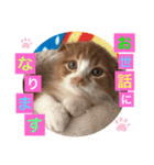 ねこまーちプリンス（個別スタンプ：1）