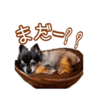momo＆tsuku②（個別スタンプ：35）