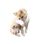 とら猫とらみ（個別スタンプ：2）