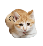 とら猫とらみ（個別スタンプ：4）