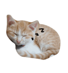 とら猫とらみ（個別スタンプ：5）