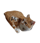 とら猫とらみ（個別スタンプ：7）