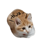 とら猫とらみ（個別スタンプ：8）