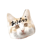 とら猫とらみ（個別スタンプ：9）