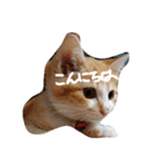 とら猫とらみ（個別スタンプ：12）