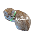 とら猫とらみ（個別スタンプ：13）