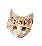 とら猫とらみ（個別スタンプ：14）