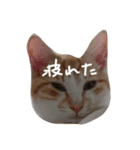 とら猫とらみ（個別スタンプ：15）