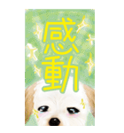 犬のちゃちゃまる BIG（個別スタンプ：24）