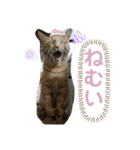 Johnny と Chocola（個別スタンプ：10）