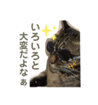 Johnny と Chocola（個別スタンプ：38）