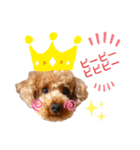 トイプードルのパピちゃん♡ちょっと進化（個別スタンプ：1）