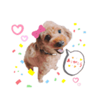 トイプードルのパピちゃん♡ちょっと進化（個別スタンプ：2）