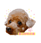 トイプードルのパピちゃん♡ちょっと進化（個別スタンプ：4）