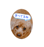 トイプードルのパピちゃん♡ちょっと進化（個別スタンプ：6）