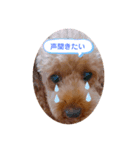 トイプードルのパピちゃん♡ちょっと進化（個別スタンプ：8）