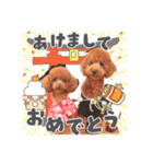 【お正月】トイプードルのプルミエ（個別スタンプ：1）