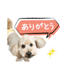 チーム  ガク（個別スタンプ：4）