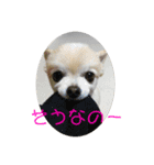 可愛いチワワのマロンちゃん 第2弾（個別スタンプ：6）