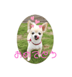 可愛いチワワのマロンちゃん 第2弾（個別スタンプ：8）