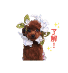 犬犬犬犬犬いっぬ（個別スタンプ：2）