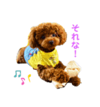 犬犬犬犬犬いっぬ（個別スタンプ：3）