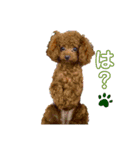犬犬犬犬犬いっぬ（個別スタンプ：6）