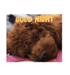犬犬犬犬犬いっぬ（個別スタンプ：7）