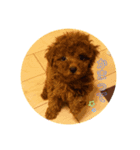 犬犬犬犬犬いっぬ（個別スタンプ：8）