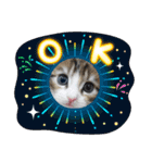 メインクーンの子猫みくちゃんスタンプ（個別スタンプ：2）