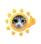 メインクーンの子猫みくちゃんスタンプ（個別スタンプ：4）