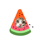 メインクーンの子猫みくちゃんスタンプ（個別スタンプ：6）