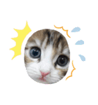 メインクーンの子猫みくちゃんスタンプ（個別スタンプ：7）
