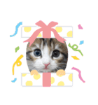 メインクーンの子猫みくちゃんスタンプ（個別スタンプ：9）