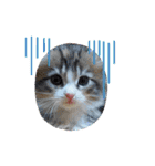 メインクーンの子猫みくちゃんスタンプ（個別スタンプ：10）