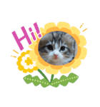 メインクーンの子猫みくちゃんスタンプ（個別スタンプ：14）