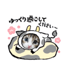 メインクーンの子猫みくちゃんスタンプ（個別スタンプ：17）
