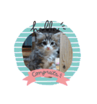 メインクーンの子猫みくちゃんスタンプ（個別スタンプ：18）