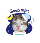 メインクーンの子猫みくちゃんスタンプ（個別スタンプ：21）