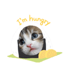 メインクーンの子猫みくちゃんスタンプ（個別スタンプ：22）