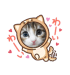 メインクーンの子猫みくちゃんスタンプ（個別スタンプ：24）