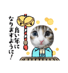 メインクーンの子猫みくちゃんスタンプ（個別スタンプ：25）