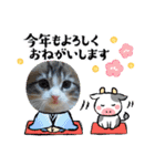 メインクーンの子猫みくちゃんスタンプ（個別スタンプ：27）