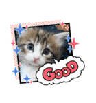 メインクーンの子猫みくちゃんスタンプ（個別スタンプ：28）