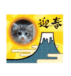 メインクーンの子猫みくちゃんスタンプ（個別スタンプ：29）
